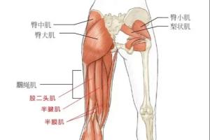 半腱肌损伤有多严重?轻度仅需1-3周恢复,重度需超过2-6个月恢复